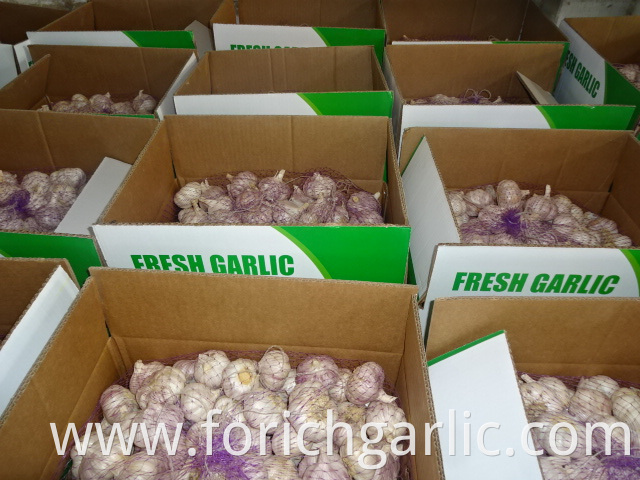 New Fresh Garlic Price